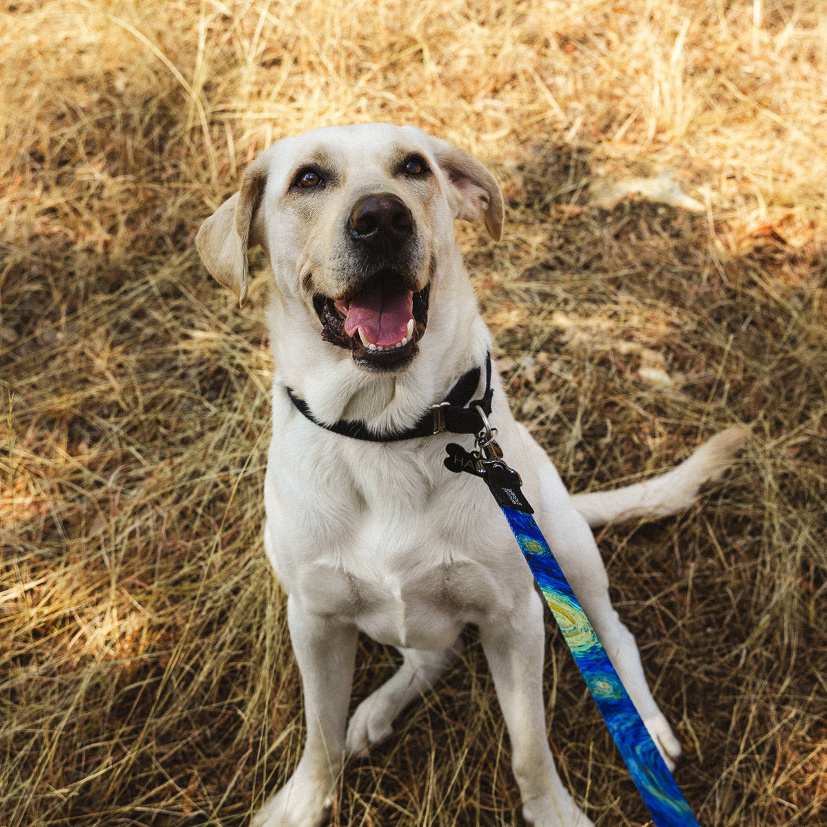Starry Night Leash