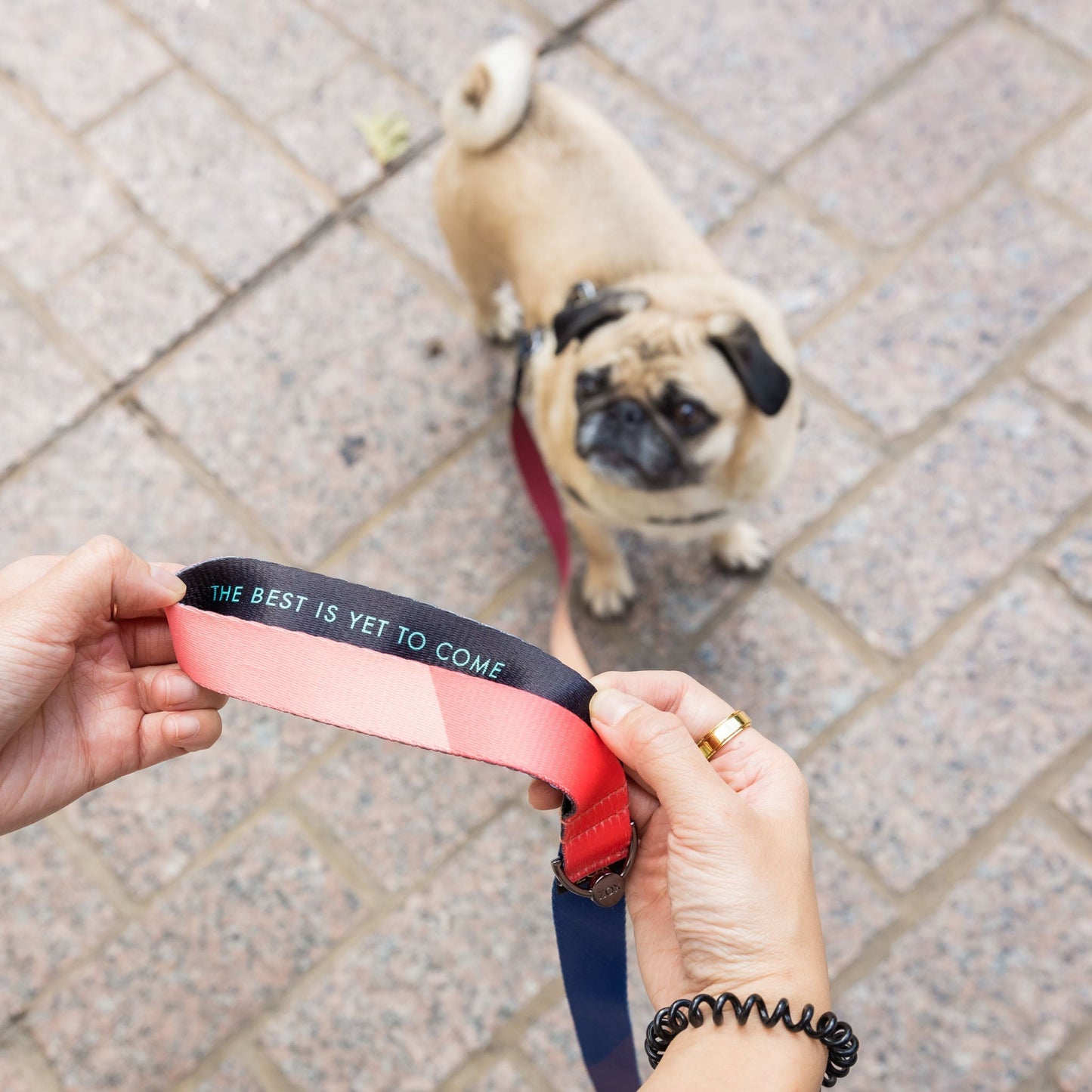 The Best is Yet to Come Leash