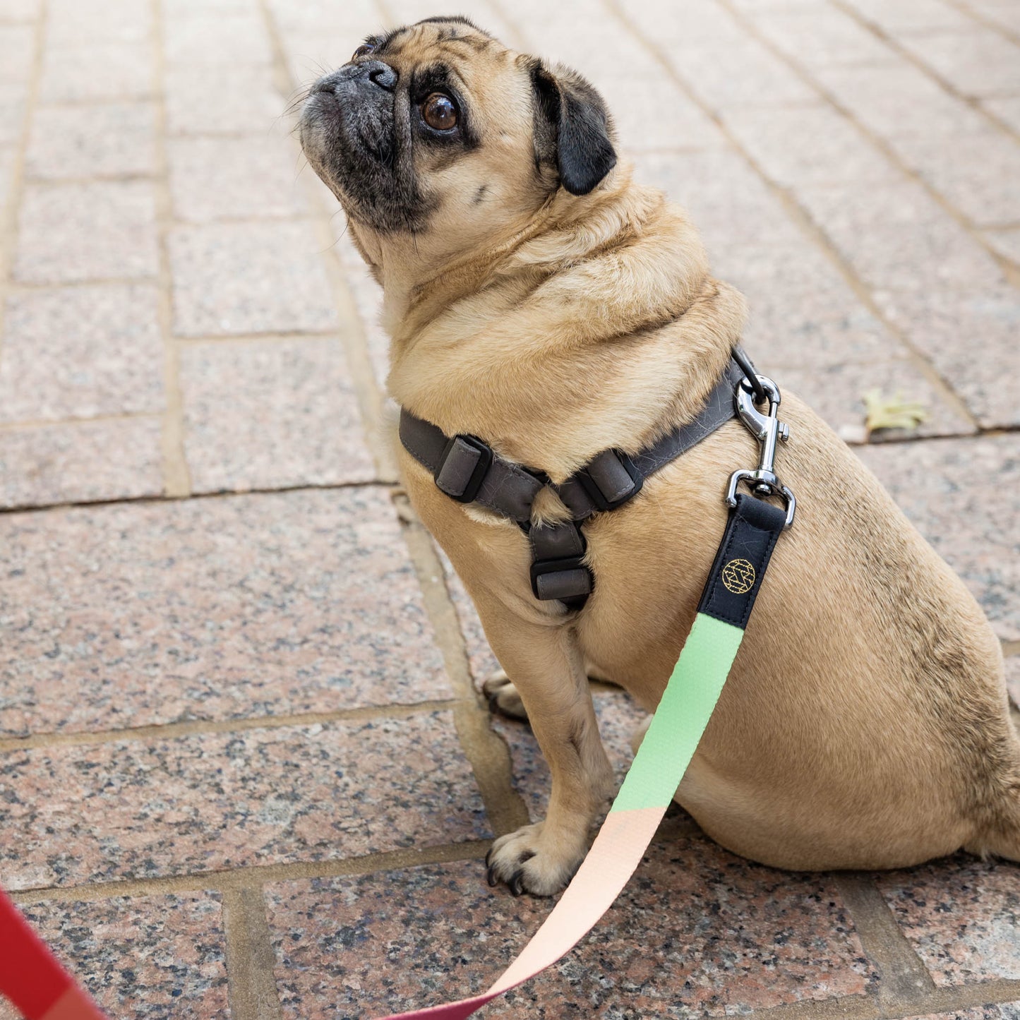 The Best is Yet to Come Leash